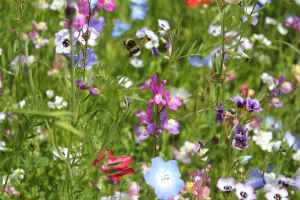 So sollen die blühenden Blumenwiesen aussehen. Die Saatgutmischung heißt bezeichnenderweise „Augenweide“. | Foto: ein