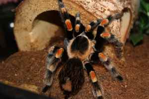 Bild Spinne: Terrarien-Freunde HH e. V. | Foto: ein Bild Spinne: Terrarien-Freunde HH e. V. | Foto: ein