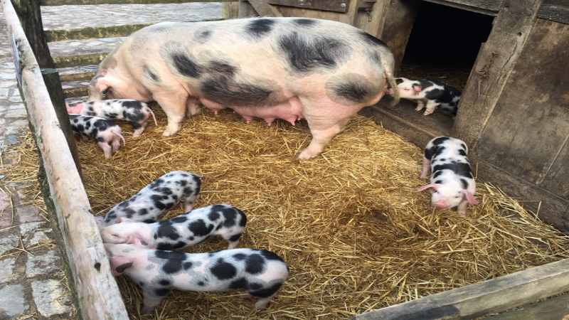 Sau der Bunten Bentheimer Schweine mit ihren Ferkeln im Freilichtmuseum. | Foto: ein Sau der Bunten Bentheimer Schweine mit ihren Ferkeln im Freilichtmuseum. | Foto: ein