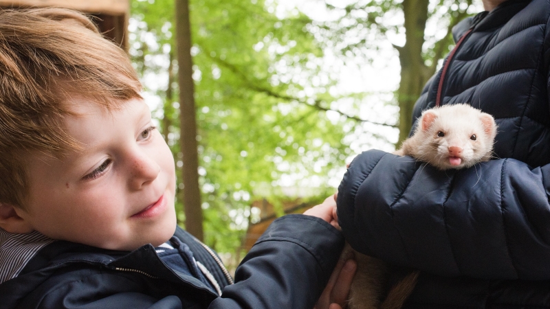 Kind beim Frettchen Streicheln. | Foto: ein Kind beim Frettchen Streicheln. | Foto: ein