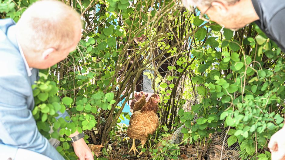 Und durch ist es: Huhn Zora fand ein Loch im Zaun. Ergebnis der Elstorfer Hühnerprobe: Zaun nicht hühnerdicht! | Foto: Niels Kreller