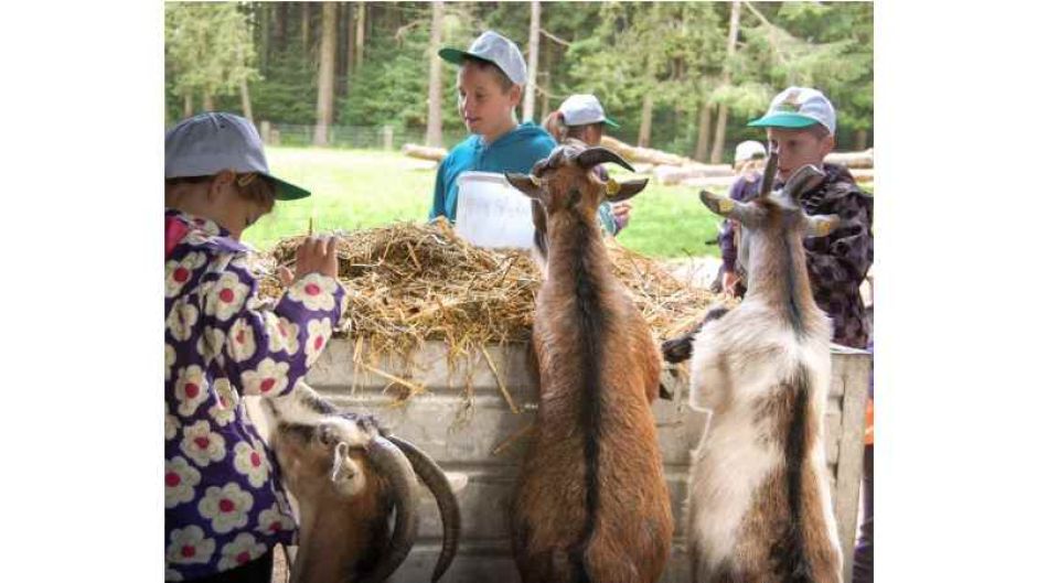 Einmal Tierpfleger sein- im Ferienprogramm des Wildparks möglich ! | Foto: ein