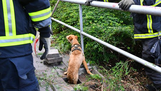 Durch Öffnen des Gehwegs konnte Fiete aus dem Kaninchenbau befreit werden. | Foto: HamburgNews