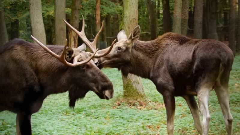 Elch Snørre bekam Von Matilda zur Begrüßung ein Küsschen. | Foto: ein