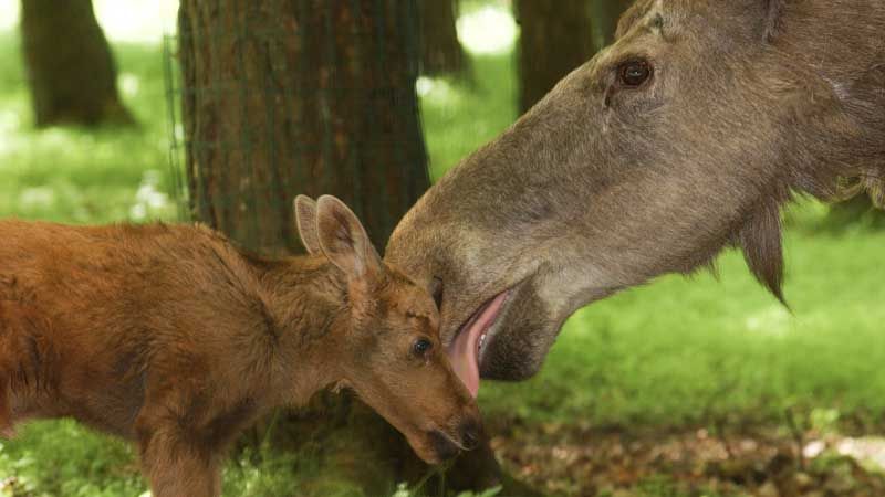 Elchnachwuchs mit Mutter im Wildpark Schwarze Berge. | Foto: Wildpark Schwarze Berge