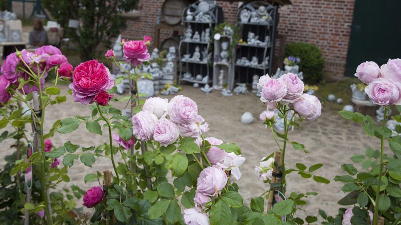 800 Sorten Rosen gibt es beim Rosenmarkt im Freilichtmuseum am Kiekeberg. | Foto: FLKM