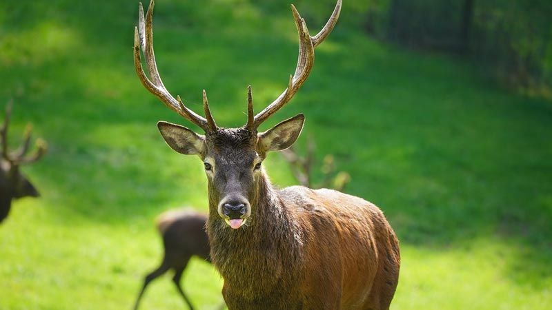 Rotwild im Wildpark Schwarze Berge. | Foto. Wildpark Schwarze Berge
