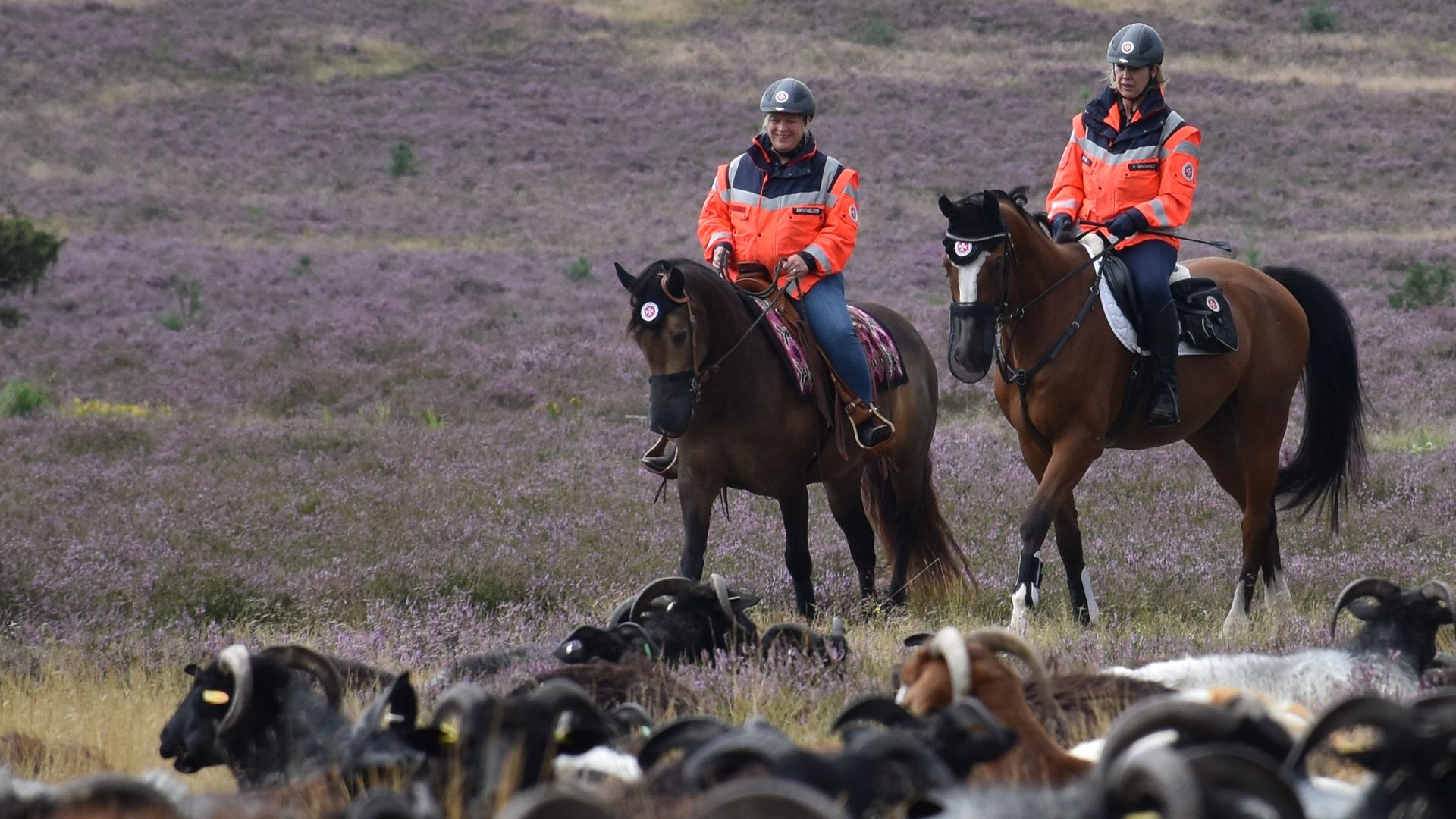 Die Johanniter-Reiterstaffel unterstützt vor allem dort, wo ein Rettungswagen nicht schnell hinkommt – zum Beispiel in der Lüneburger Heide. | Foto: Johanniter