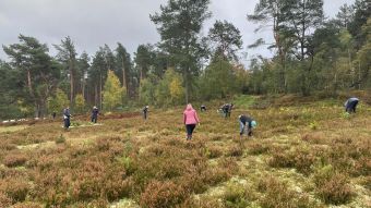 Tatkräftig für die Natur waren die Helferinnen und Helfer in der Wulmstorfer Heide im Einsatz. Foto: Landkreis Harburg