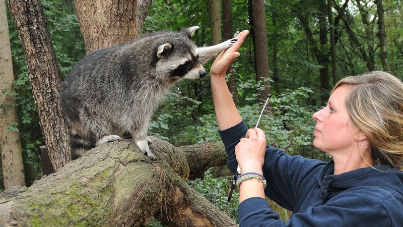 High-Five mit Waschbär im Wildpark Schwarze Berge. | Foto: Bettina Blumenthal