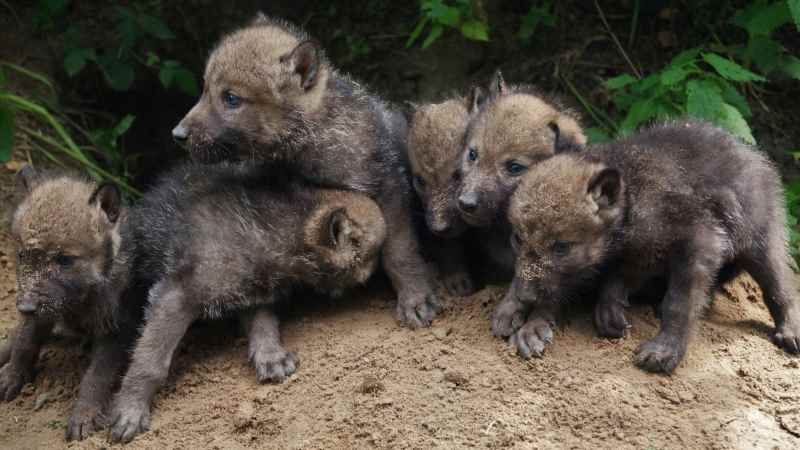 Welpen vor der Wurfhöhle. | Foto: ein