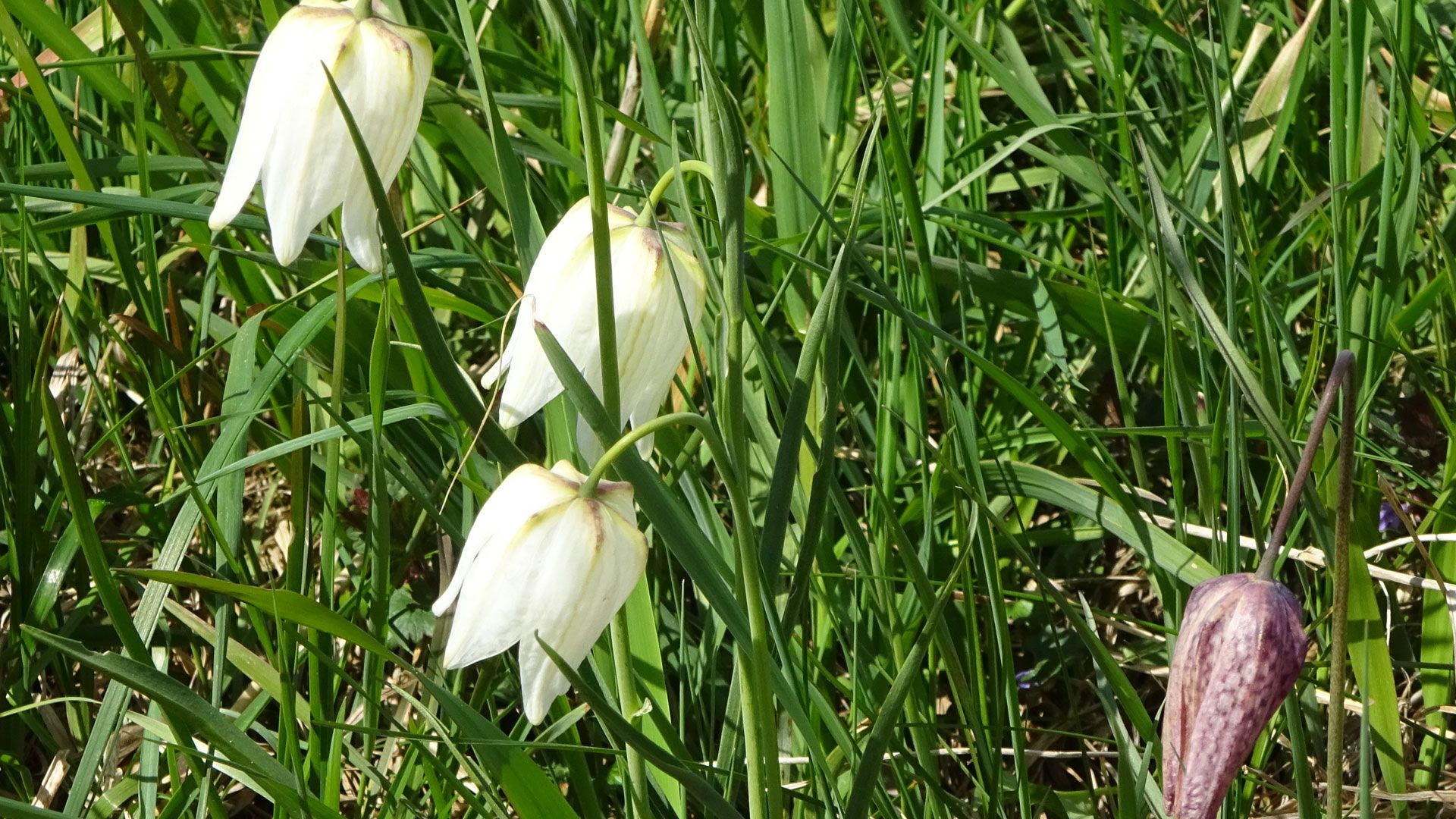 Mit den Wanderfreunden geht es am Freitag, 21. April, zu den Schachblumen. | Foto: Helga Weise