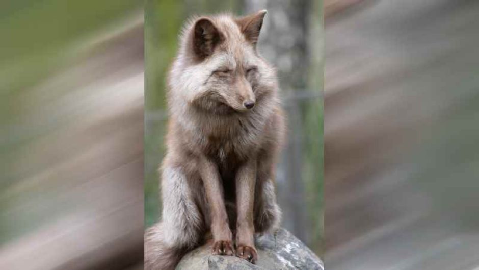 Der schlaue Fuchs. | Foto: ein