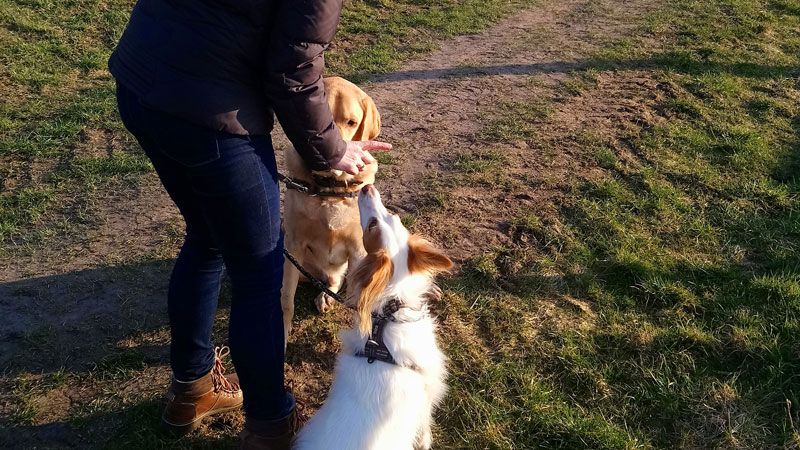 Hundehalterin mit angeleinten Hunden. | Foto: Gemeinde Seevetal