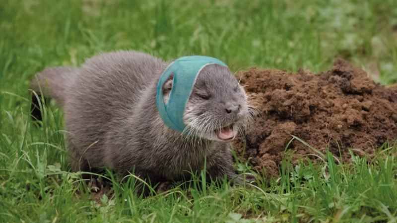 Fischotterjunge Störtebeker mit Kopfverband. | Foto: ein