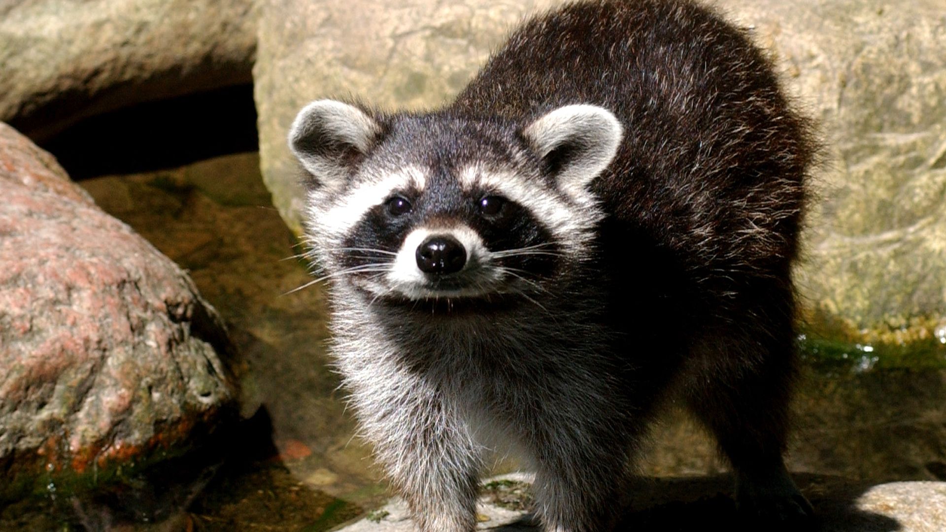 Bei Felle erraten sollen die Kids auch das weiche Waschbärfell fühlen. | Foto: Wildpark Schwarze Berge