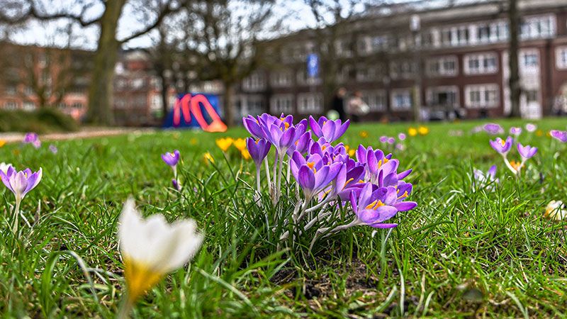 Die ersten Frühlingsboten sind da: Auf der Wiese neben dem Harburger Rathaus blühen die ersten Krokusse. | Foto: Niels Kreller