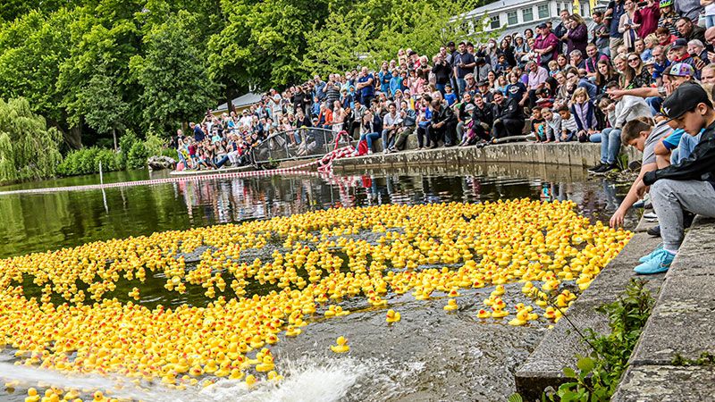 Rund 3.000 Quietsche-Entchen gingen am Sonntag auf der Außenmühle ins Rennen. | Foto: Niels Kreller