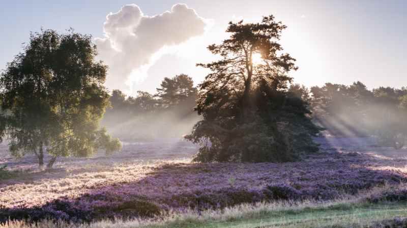 Fischbeker Heide am Heidschnuckenweg | Foto ©Lüneburger Heide mbH