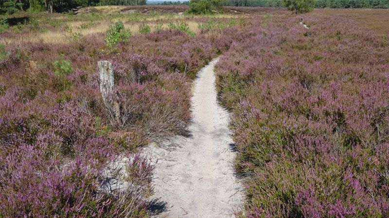 elga Weise, Wanderführerin der Wanderfreunde Hamburg, lädt zu einer Führung über die Distanz von rund 13 Kilometern ein - auf die "Heideschleife Fischbeker Heide". | Foto: ein