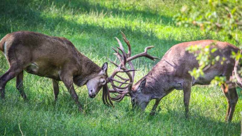 Rotwildbrunft im Wildpark Schwarze Berge. | Foto: ein