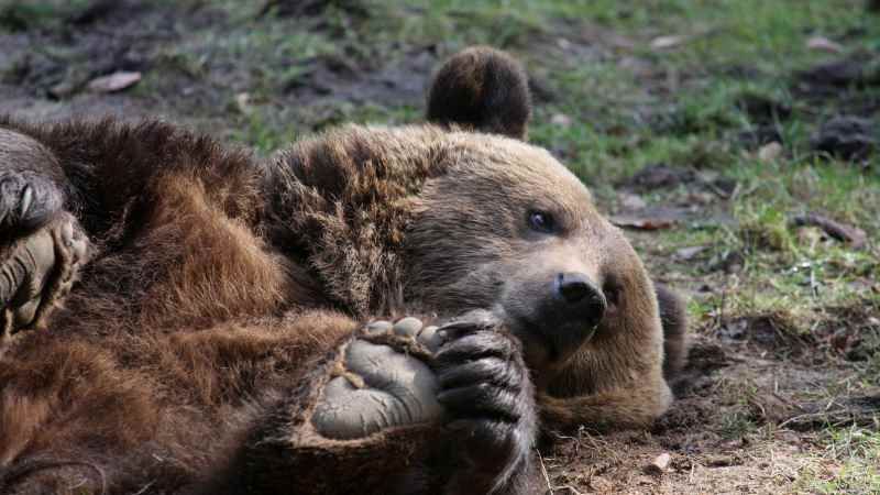 Auch die Braunbären sind erwacht. | Foto: ein