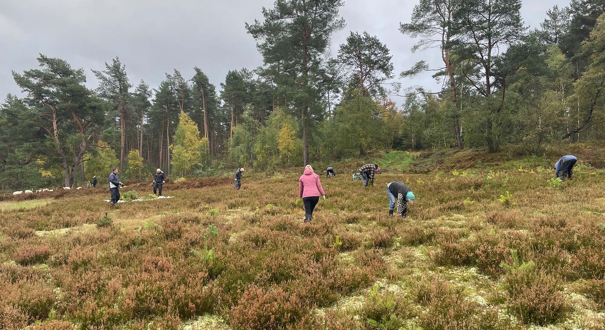 Tatkräftig für die Natur waren die Helferinnen und Helfer in der Wulmstorfer Heide im Einsatz. Foto: Landkreis Harburg
