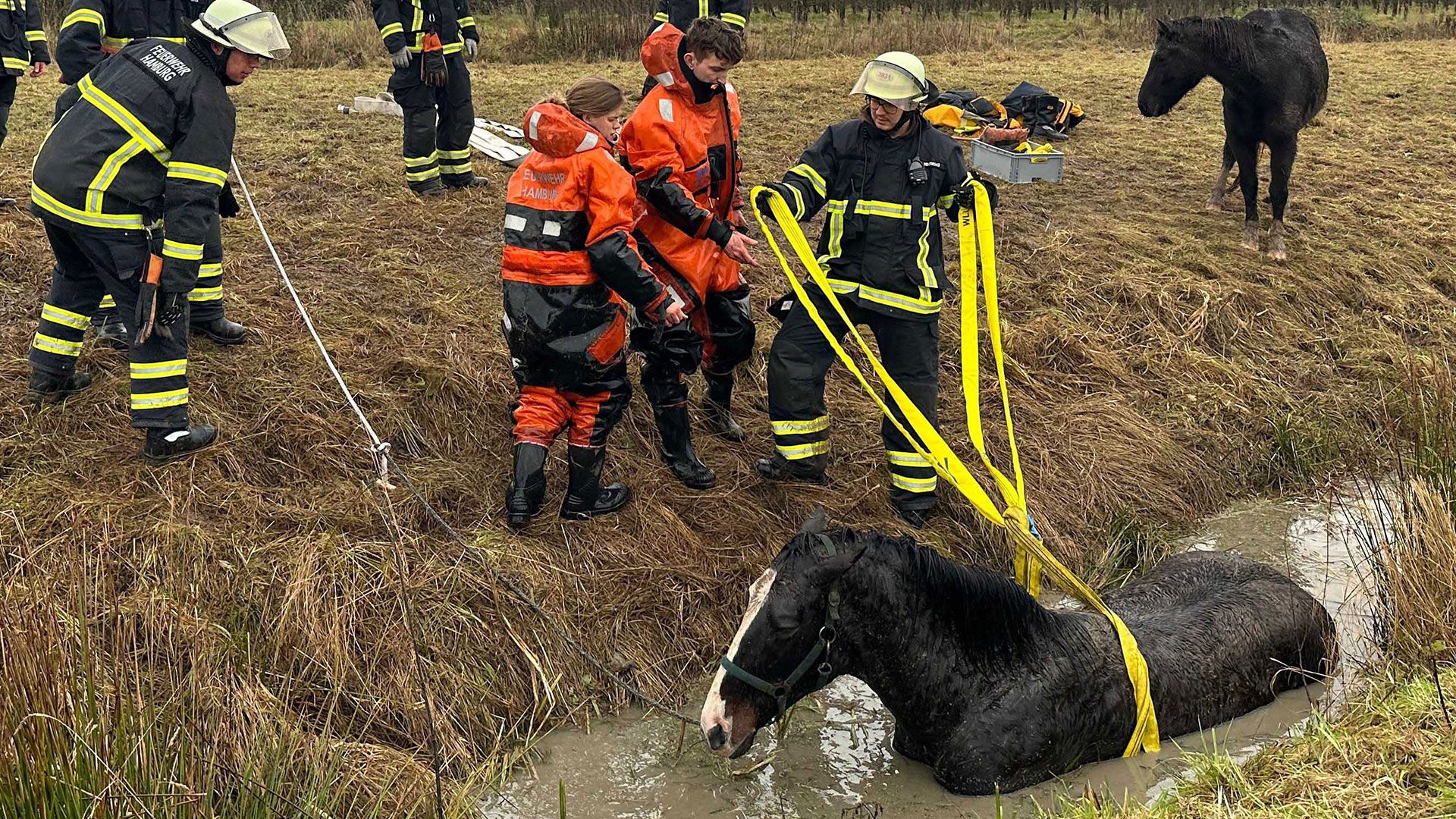 Die Freiwillige Feuerwehr rettete Stute "Donna" aus dem Graben. | Foto: Lenthe-Medien/Schmid