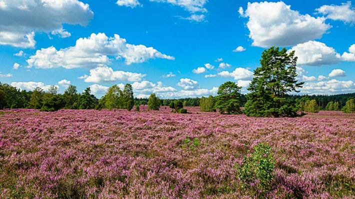 Sie ist eines der beliebtesten Ausflugsziele: Die Heide. Wie hier im Büsenbachtal in Wörme wird sie bald in voller Blütenpracht stehen (Archivfoto). | Foto: Niels Kreller