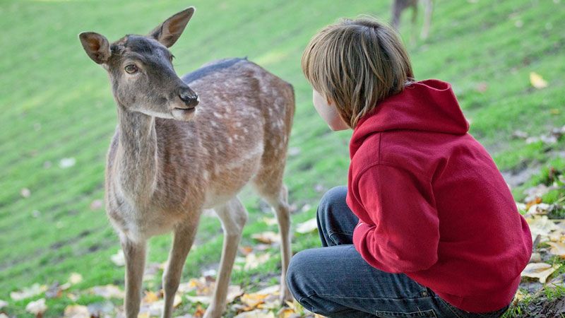 Im Wildpark Schwarze Berge kann man das Damwild sogar aus der Hand füttern. | Foto: Wildpark