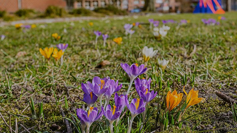 Die ersten Frühlingsboten sind da: Auf der Wiese neben dem Harburger Rathaus blühen die ersten Krokusse. | Foto: Niels Kreller