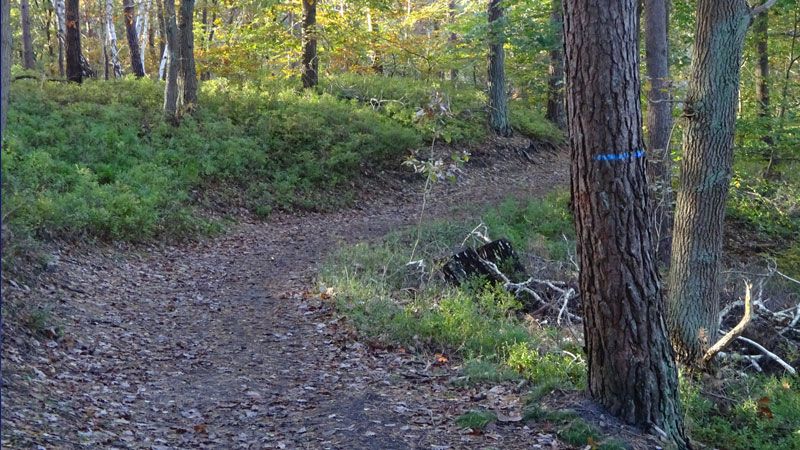 Für Donnerstag, 30. Juni, laden die Wanderfreunde Hamburg mit Helga Weise als Wanderführerin zu einer rund 16 Kilometer langen Wanderung durch Wald und Feld ein. | Foto: ein