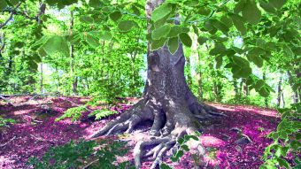 Lesung für den Baum: Schatten und Lichtwege. Foto: Gisela Baudy.