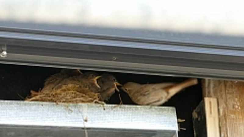 Die Eltern haben die Umsetzung des Nests akzeptiert und füttern die Jungtiere. | Foto: ein