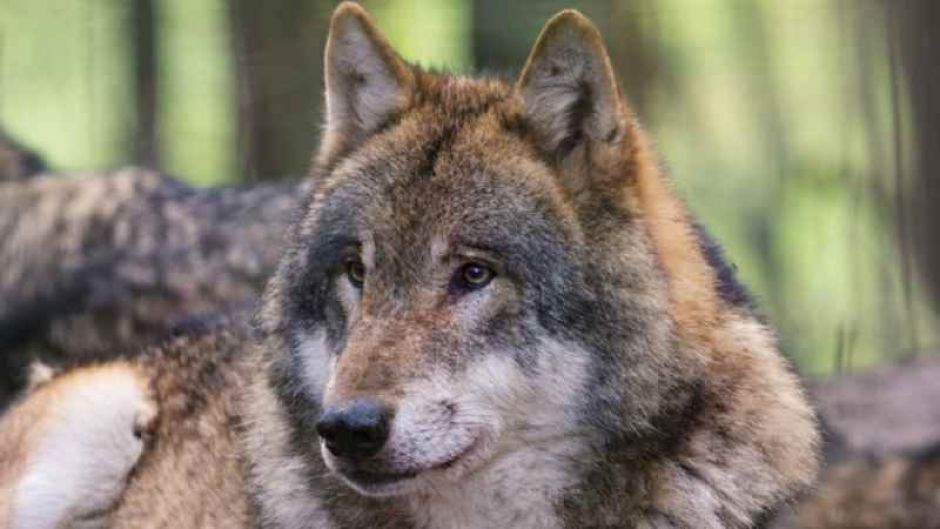 Wildpark Schwarze Berge: Wolf freut sich auf Besucher. | Foto: ein
