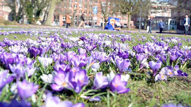 Der Frühling ist da und die Natur erwacht zu neuem Leben - wie hier auf der Krokuswiese am Harburger Rathaus. | Foto: André Lenthe