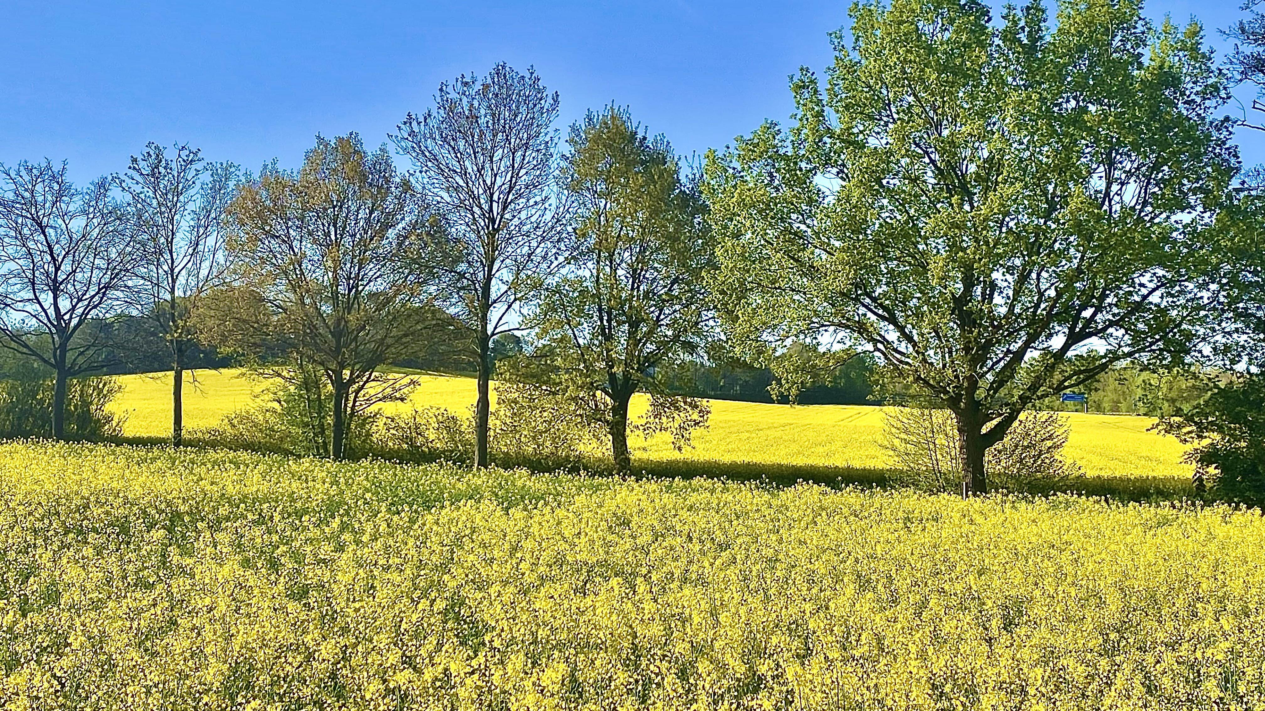 Der Raps blüht und da liegt ein Duft nach Honig in der Luft, der von den großen, strahlend gelben Feldern kommt. Foto: Niels Kreller