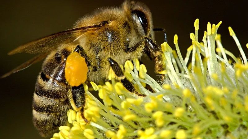 Ein echter Star wird gefeiert: Am 20. Mai ist Welt-Bienen-Tag. | Foto: ein