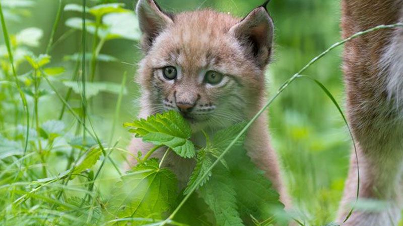 Im Wildpark schwarze Berge sind Luch-Droillinge zur Welt gekommen. | Foto: J.-P. Mohwinkel