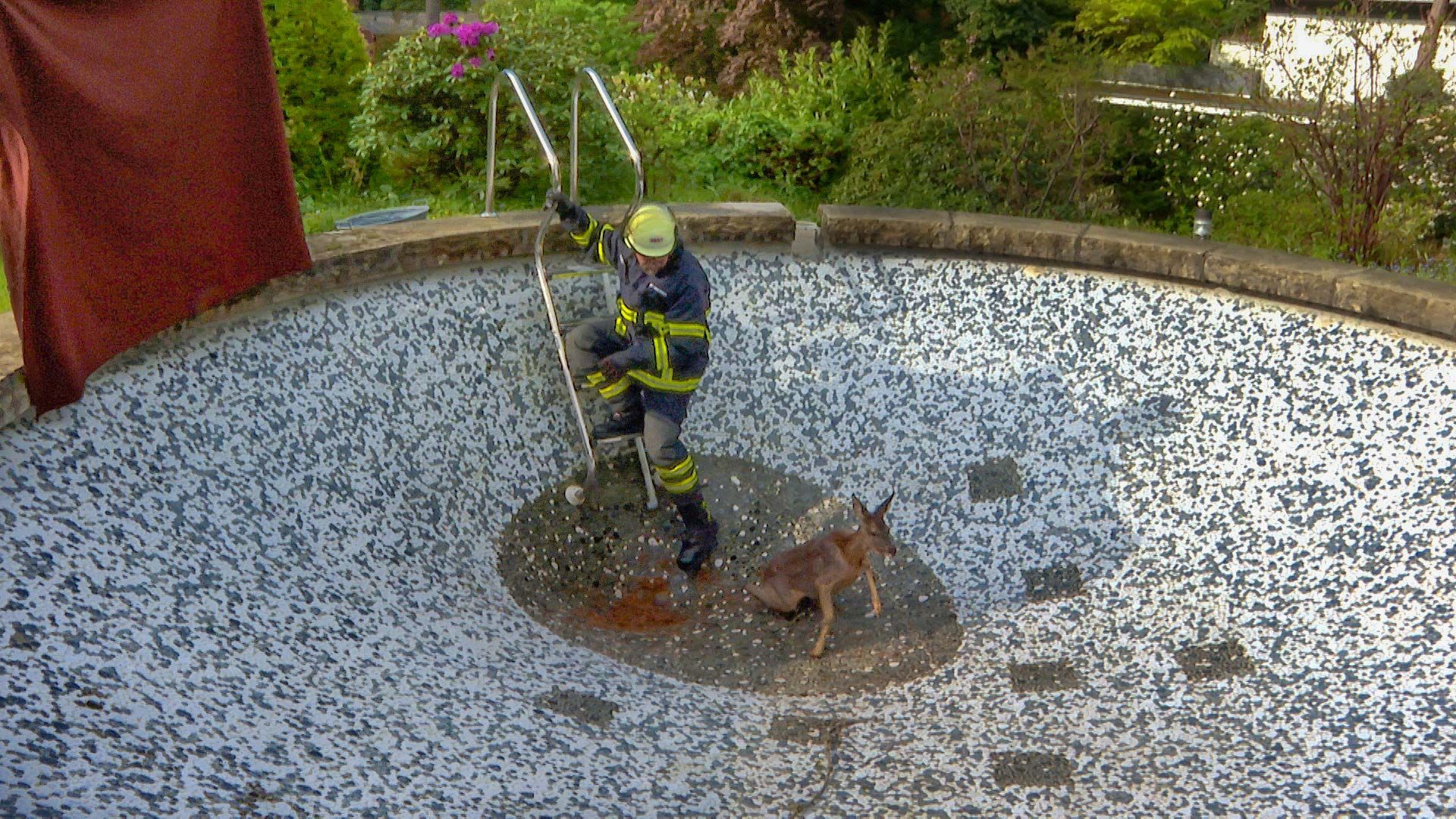 Ein Helfer der Feuerwehr kommt dem Rehkitz zu Hilfe. Foto: HamburgNews