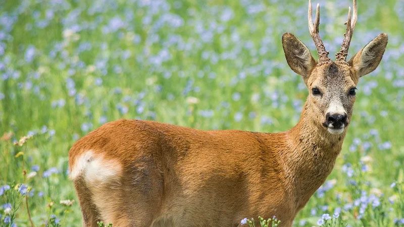 Im Landkreis Harburd wurden mehrere tote Rehe gefunden.| Foto: ein