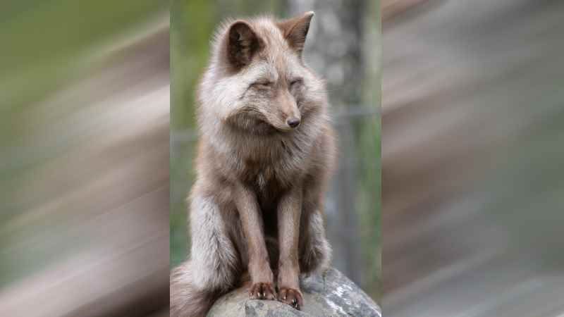 Der schlaue Fuchs. | Foto: ein