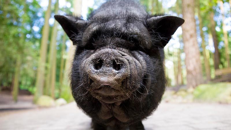 Das beliebte Begrüßungskommando im Wildpark Schwarze Berge sind die Hängebauchschweine. | Foto: A. Ertel