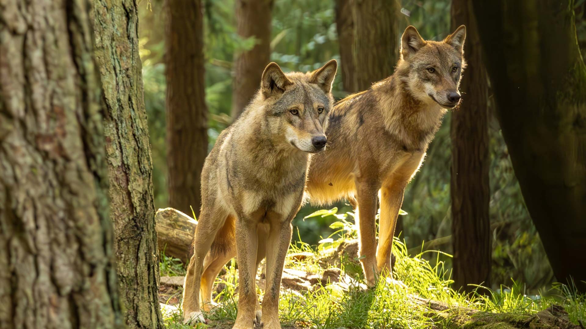 Wildpark Schwarze Berge ist wie3der Wolfstag. Foto: T. Schomers