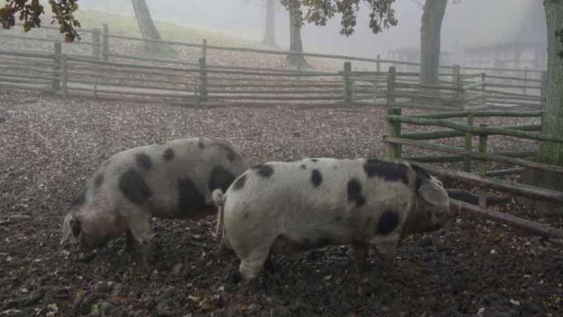 Bunte Bentheimer Scjweine im Freilichtmuseum am Kiekeberg. | Foto: ein