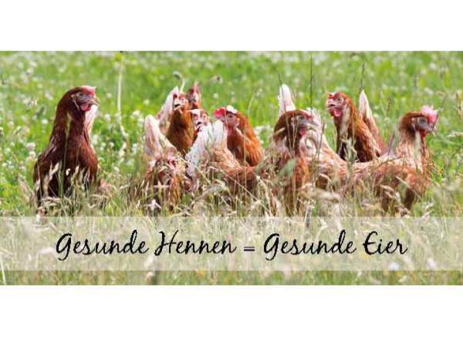 Fipronil verunsichert Konsumenten von Geflügelprodukten | Foto: ein