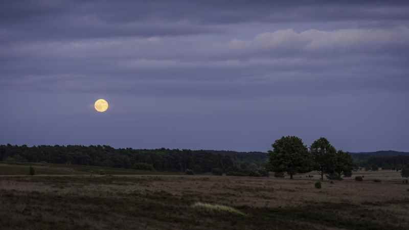 Eine Vollmondwanderung durch die Heide ist ein besonderes Erlebnis. | Foto: ein