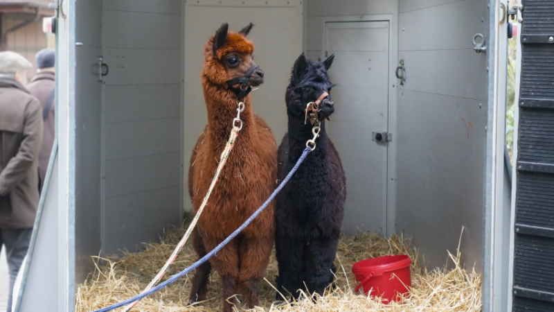 Ankunft Alpakas Jules und Johnny im Wildpark Schwarze Berge. | Foto: ein