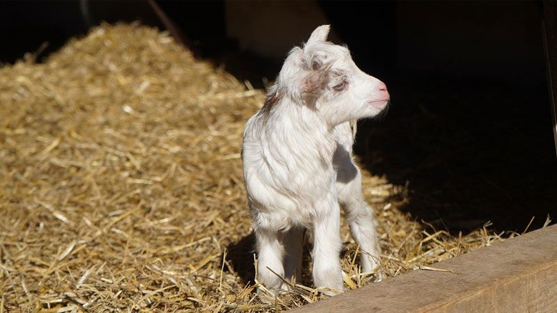 Frühlingserwachen im Wildpark Schwarze Berge auch bei den süßen Girgentana-Ziegen. | Foto: Lena Schipper