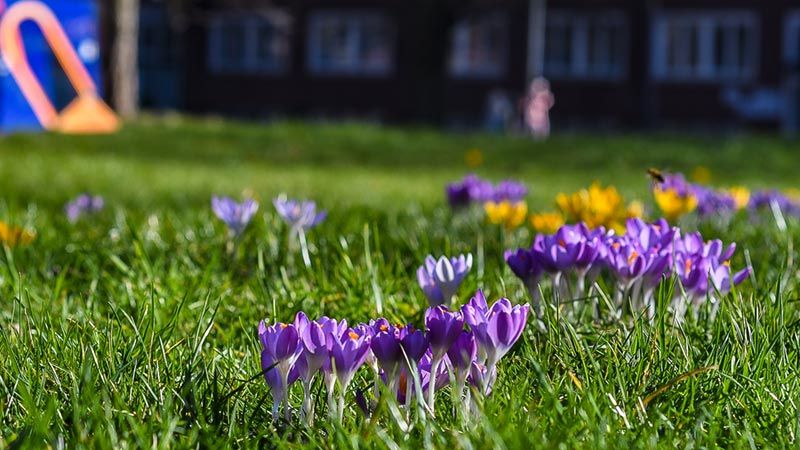 Die ersten Frühlingsboten sind da: Auf der Wiese neben dem Harburger Rathaus blühen die ersten Krokusse und auch die Bienen sind schon fleißig am Nektar sammeln. | Foto: Niels Kreller